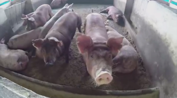 Porquinhos protagonistas: a produção de carne suína é um dos temas do programa de domingo (1) (Foto: Reprodução/RPC)