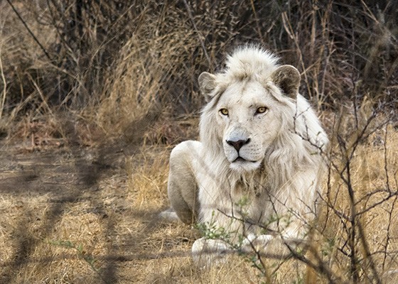 Embrenhado no mato, o leão de pelo branco é considerado animal sagrado pelos nativos sul-africanos  (Foto: © Haroldo Castro/Época)
