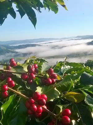 Melhor café natural foi produzido a uma altitude de 1.500 metros na Serra da Mantiqueira (Foto: Arquivo Pessoal / Sebastião Silva)