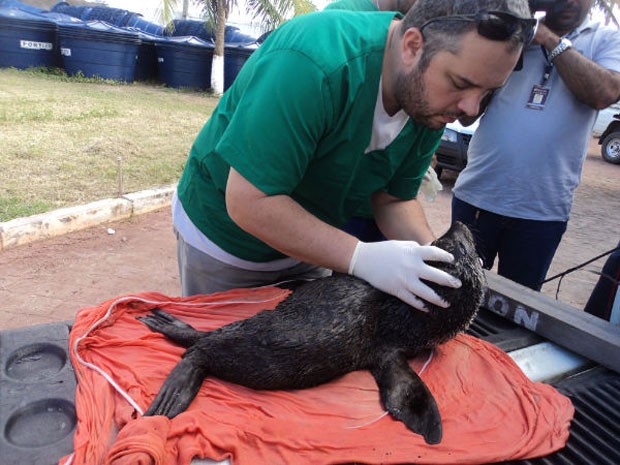 Lobo marinho é encontrado por pescador em praia do litoral de Alagoas (Foto: Divulgação/Instituto Biota de Conservação)