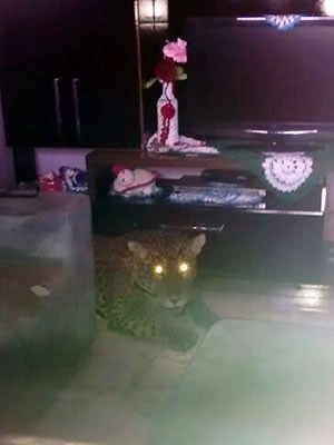 Bombeiro flagrou onça dentro de casa (Fot Adriano Marques/ Corpo de Bombeiros de Nova Mutum (MT))