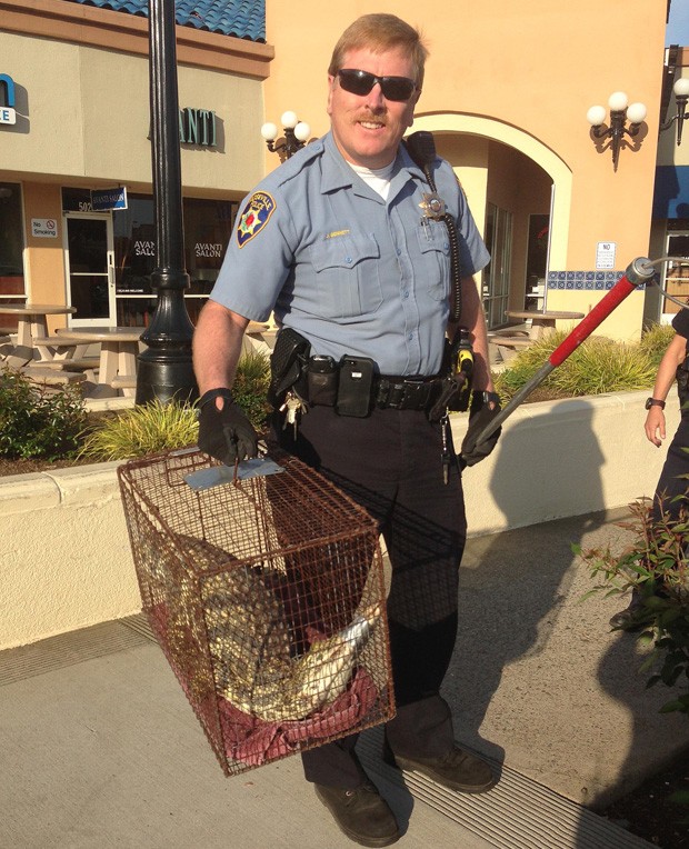 Agente de controle de animais John Bennet carrega crocodilo capturado em shopping em Roseville, na Califórnia (EUA) (Foto: Roseville Police Dept., Laura Valdez/AP) Agente de controle de animais John Bennet carrega crocodilo capturado em shopping em Roseville, na Califórnia (EUA) (Foto: Roseville Police Dept., Laura Valdez/AP)