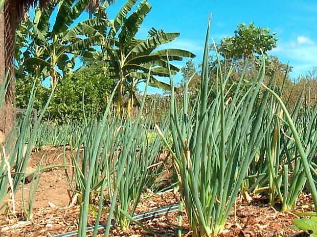 Riquezas do Piauí - Fruticultura (Foto: Reprodução/TV Clube)