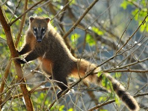 Quati Vive Em Bando E Se Acolhe No Alto Das Arvores Para Dormir Fauna G1