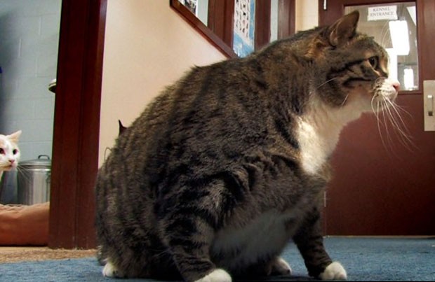 Gato chamado 'Biscoito' pesa 16,8 quilos (Foto: Reprodução)