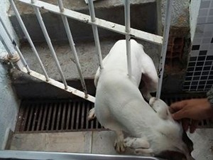 Cão ficou preso até a chegada dos bombeiros (Foto: Divulgação/Bombeiros)