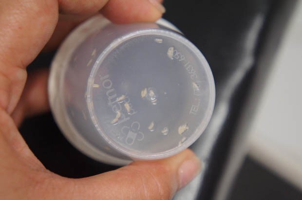 Larvas são esterelizadas em laboratório (Foto: Divulgação UFRN)