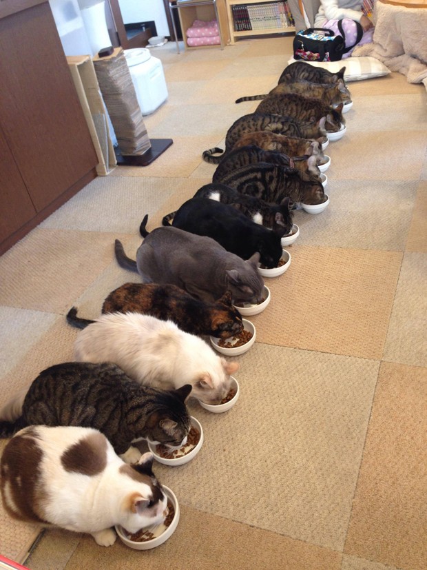 Gatos mostraram organização ao comerem lado a lado em café para felinos no Japão (Foto: Reprodução/Imgur/colinwithat)