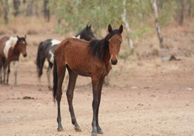 Cavalo selvagem esfomeado no interior australiano. A foto foi tirada nos últimos seis meses (Foto: Central Land Council/AFP)