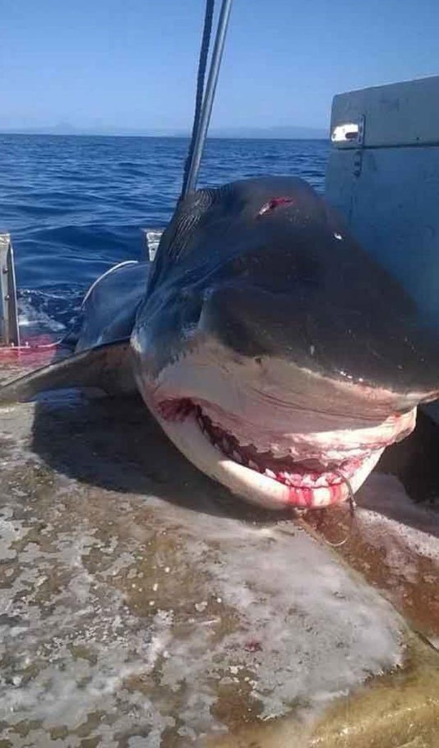 Tubarão-tigre gigantesco causou furor nas redes sociais na Austrália (Foto: Reprodução/Facebook/Geoff Brooks)
