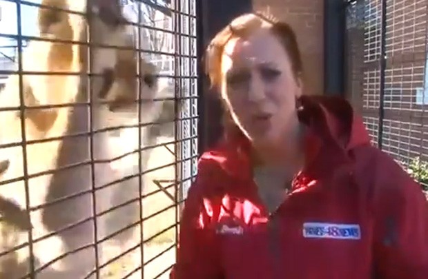 A apresentadora Marie Waxel não percebeu leoa se aproximando e levou susto ao vivo durante 'ataque' (Foto: Reprodução/YouTube/v)