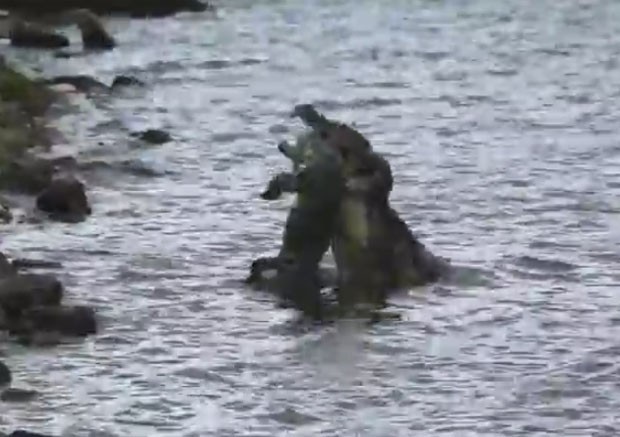Gravação crocodilo enorme lançando rival para o alto após luta em rio (Foto: Reprodução/YouTube/Anthony Moore)