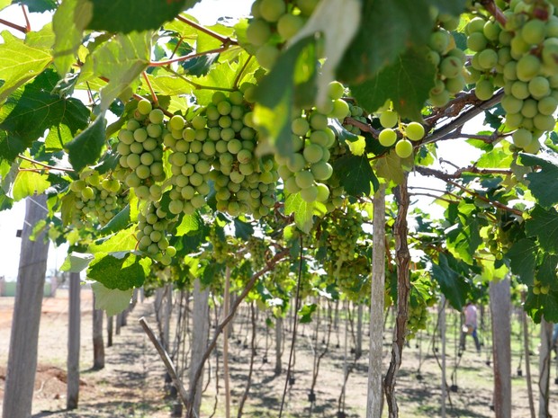 Casal colheu este ano entre agosto e setembro 2 toneladas de uvas (Foto: Amanda Sampaio/ G1)
