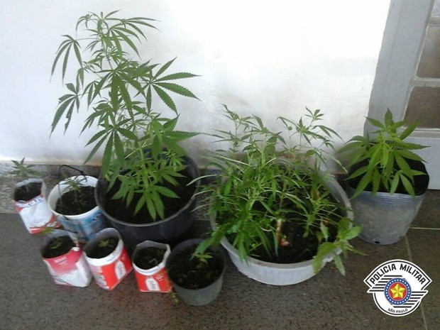 Pés de maconha foram apreendidos em Cananeia (Foto: Divulgação/Polícia Militar)