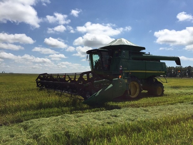 G1 - Produção De Arroz No RS Chega A 7,7 Mil Toneladas Com 87% Da área ...