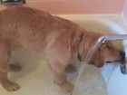 Cão toma banho sozinho e ainda se seca com toalha nos EUA