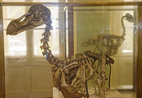 Um esqueleto incompleto do dodo em sala do Museu de História Natural de Maurício (Foto: © Haroldo Castro/ÉPOCA)