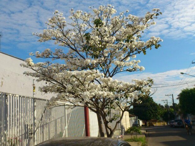 Ipê branco floresceu fora de época e chamou a atenção de internauta (Foto: Daisy Corrêa/ VC no G1)
