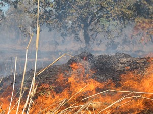 Governo do Tocantins decreta situao de emergncia por causa dos focos de queimadas (Foto: Elisangela Farias/G1 TO)