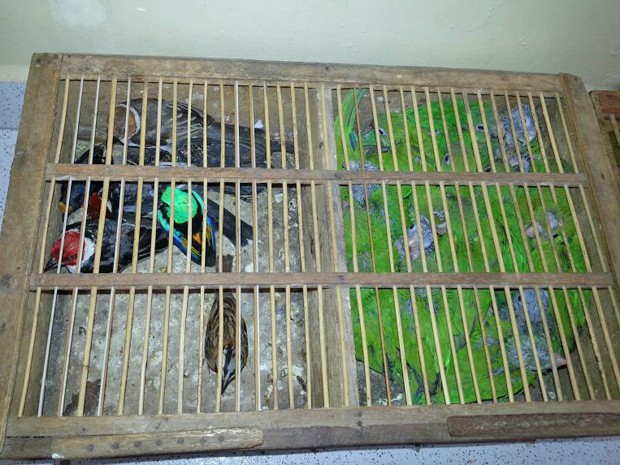 Aves estavam escondidas em pequenos viveiros (Fot Capitão Edmilson Castro/Polícia Militar)