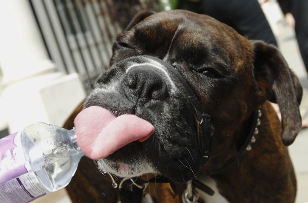 Cachorro da raça boxer bebe água de uma garrafa em Londres, em foto de maio de 2012 (Foto: Reuters/Luke MacGregor/Files)