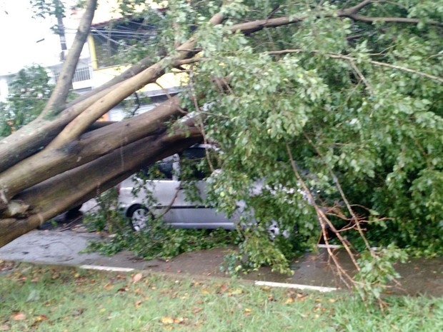 Árvore cai durante temporal e atinge carro no Grajaú, em São Paulo (Foto: Andre Luis Lino/VC no G1)