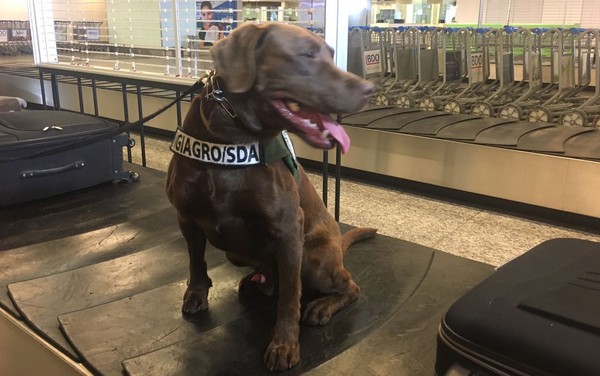 para - [Brasil] Aeroporto do DF é 1º a usar cães para fiscalizar alimentos em bagagens Leo