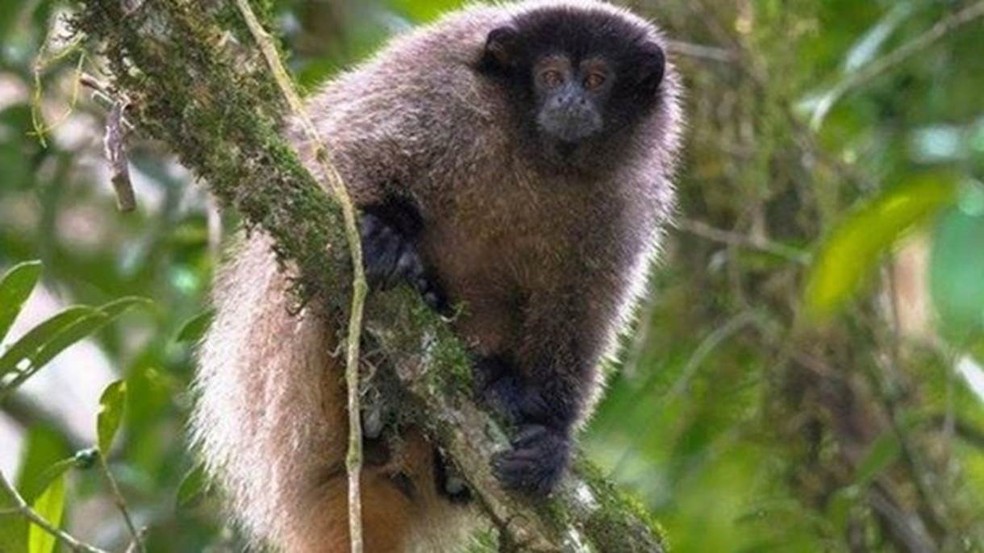 Segundo especialistas, o sauá é uma das espécies mais atingidas até agora pelo surto de febre amarela (Foto: Hudson Martins)