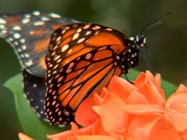 Borboletário no Sesc Pantanal tem cerca de 3 mil borboletas voando ao mesmo tempo (Foto: Reprodução/ TVCA)