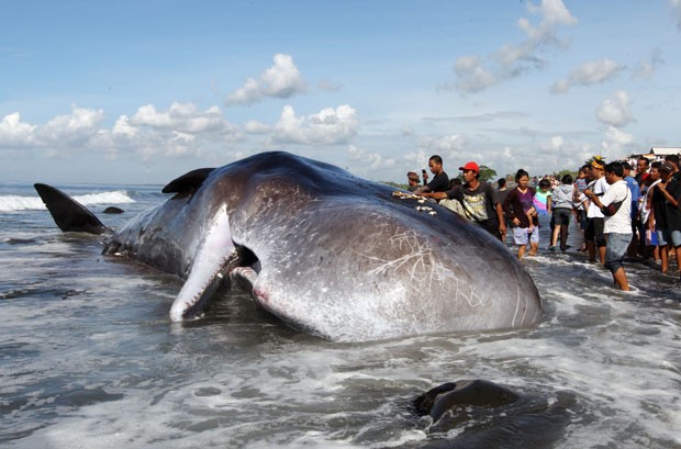 Alguns moradores chegaram a depositar oferendas sobre a baleia (Foto: Firdia Lisnawati/AP)