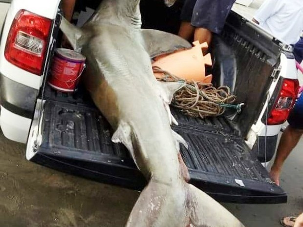 Pescadores levaram o tubarão em um carro (Foto: Reprodução/Facebook)