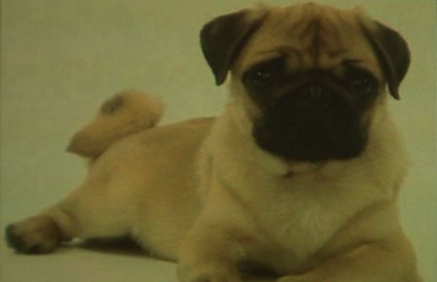 Mel cachorra sumiu em Luziânia, goiás (Foto: Reprodução/ TV Anhanguera)