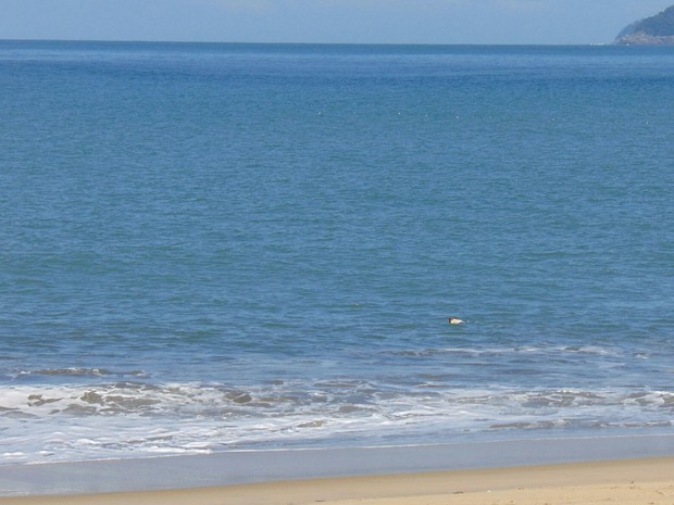 Segundo surfista, animal entrou sozinho no mar  (Foto: Leonardo Nogueira / Arquivo Pessoal)