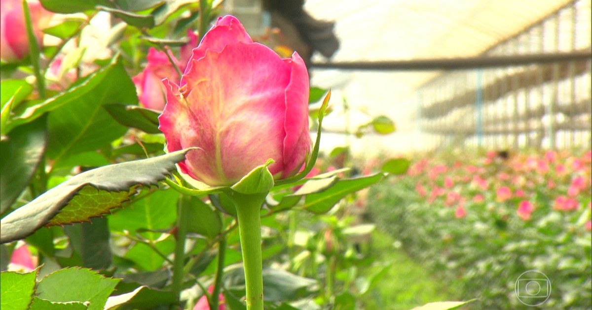 Resultado de imagem para Brasil possui mais de 30 mil espécies de plantas com flores