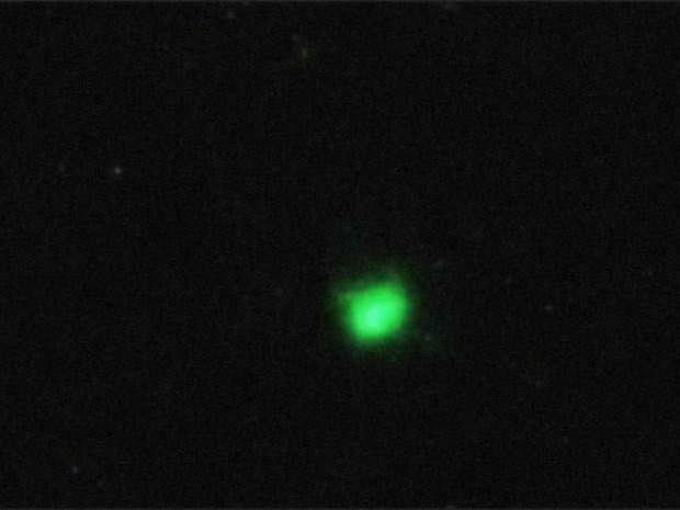 Cometa Lemmon é fotografado nos céus de Itanhaém (Foto: Meire Ruiz/Arquivo Pessoal)