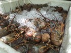 Ibama apreende 150 kg de lagosta na praia da Redinha, em Natal