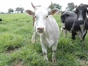 As minivacas podem produzir mais leite que as vacas tradicionais (Foto: Reprodução/TV Anhanguera) As minivacas podem produzir mais leite que as vacas tradicionais (Foto: Reprodução/TV Anhanguera)