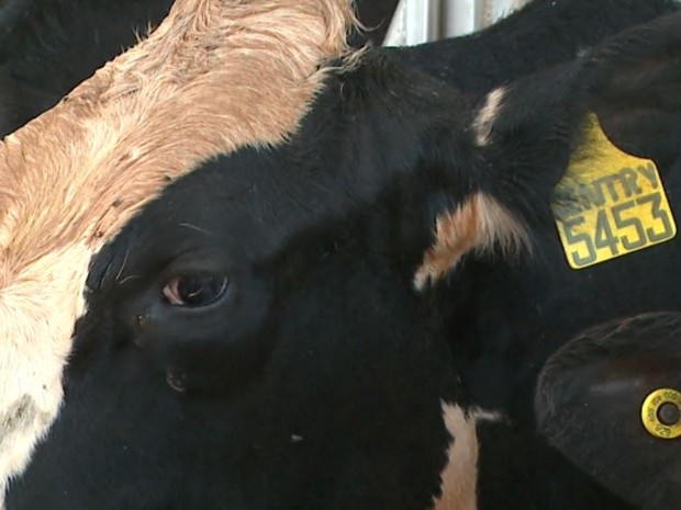 Vacas usam chips que transmitem informações para central em Descalvado (Foto: Marlon Tavoni/ EPTV)