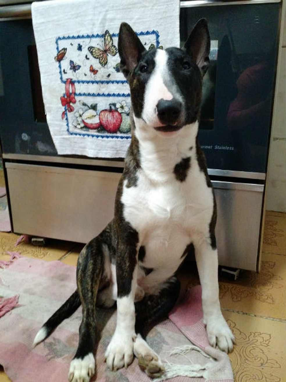 Bull Terrier do Robson, de dez meses (Foto: Arquivo pessoal)