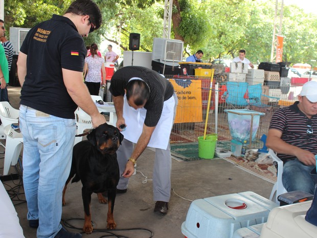 Criador Washington Belchior prepara um dos seus Rottweiler para a competição (Foto: Catarina Costa/G1)