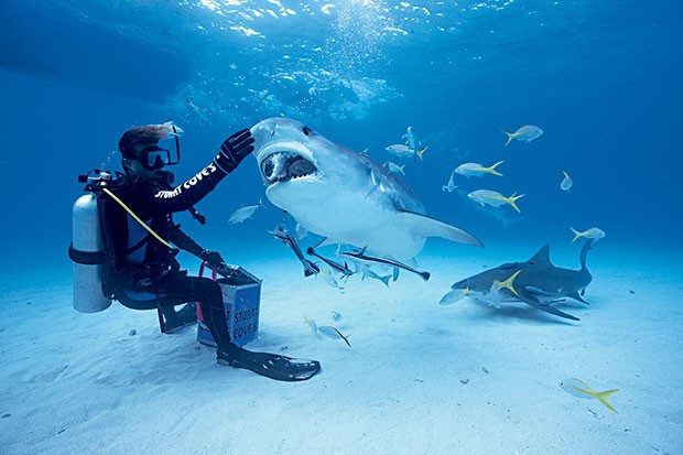 DÓCIL? Humberto Barbosa alimenta um tubarão-tigre. O contato com o animal atrai turistas (Foto: Lucas Pupo)