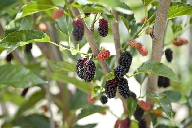 Frutíferas em vasos: 20 espécies para cultivar em casa (Foto: Getty Images)