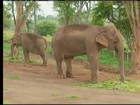 Advogado cria elefantas e camelos de circo em Paraguaçu, no Sul de MG