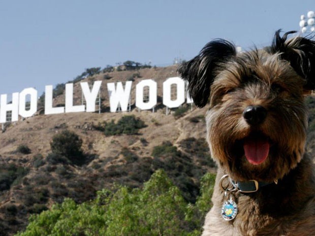 Oscar, o cachorro viajante, em Hollywood- 620 x 465 (Foto: Facebook)