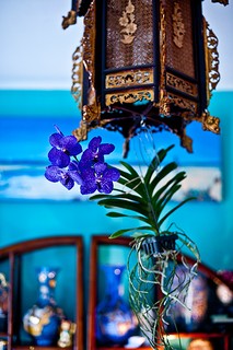 A casa da artista plástica Isabelle Tuchband é cheia de boas surpresas. Uma delas é a orquídea roxa, que fica pendurada no lustre