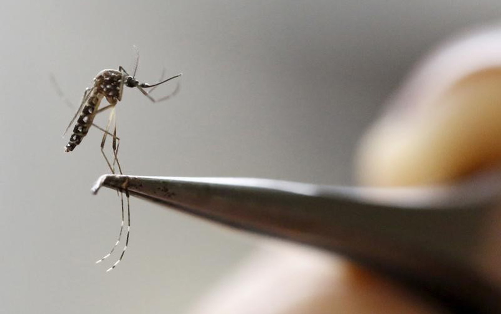  Mosquito Aedes aegypti, transmissor de zika, dengue, chikungunya e febre amarela, é analisado em laboratório de Cali, na Colômbia 