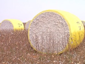 Fardo de algodão no campo em Mato Grosso aguardando comercialização 1 (Foto: Reprodução/TVCA)