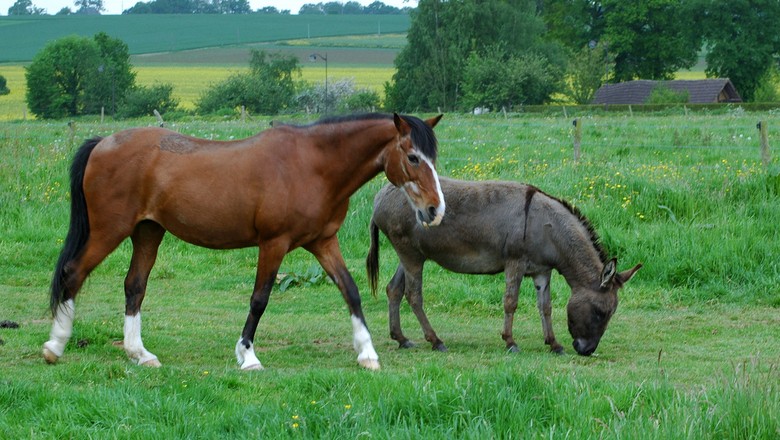 Diferença: Cavalo x Jumento x Burro | Medicina Veterinária para Tradutores  e Intérpretes