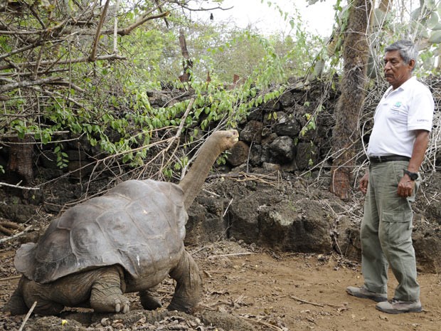 tartaruga (Foto: Direção do Parque Nacional Galápagos/BBC)