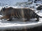 Vídeo mostra tigresa descobrindo a neve pela 1ª vez em zoo nos EUA